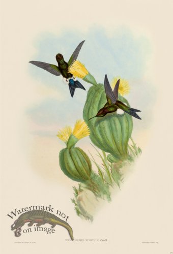 (image for) Gould Hummingbird 271