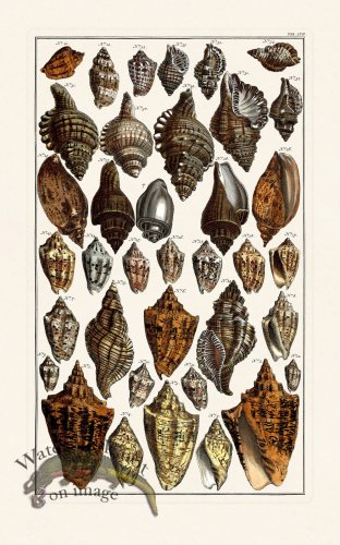 (image for) Seba B2 057