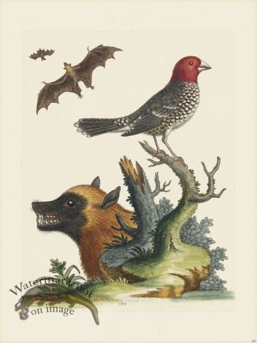 (image for) Edwards 180 Sparrow of Paradife