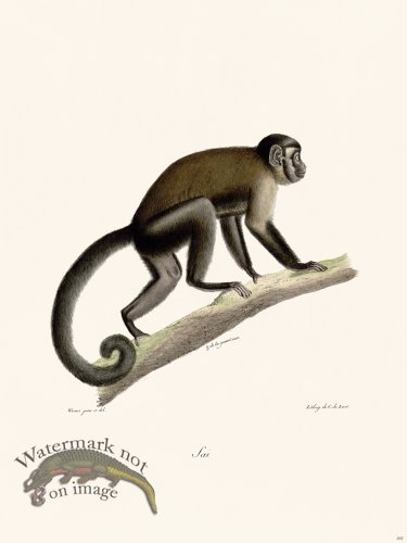 (image for) Cuvier 397 Sai