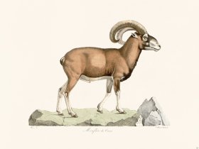 Cuvier 151 Meuffon de Cowe