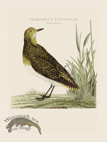 (image for) Nozeman Bird 224