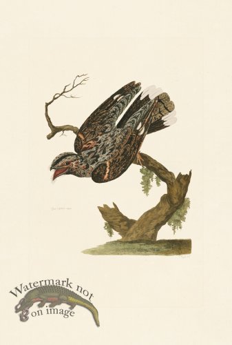(image for) Pennant Zoology 085