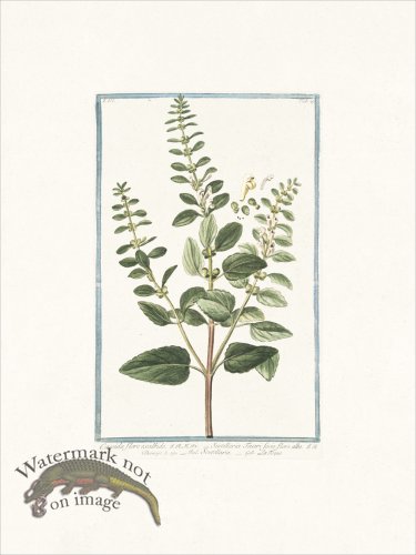 (image for) Bonelli 229 Skullcap
