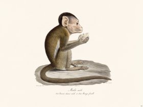 Cuvier 363 Male Mufel