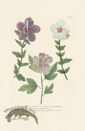 (image for) Weinmann PL 081