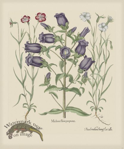 (image for) Besler 153 Colored B2