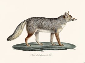 Cuvier 169 Fox S America