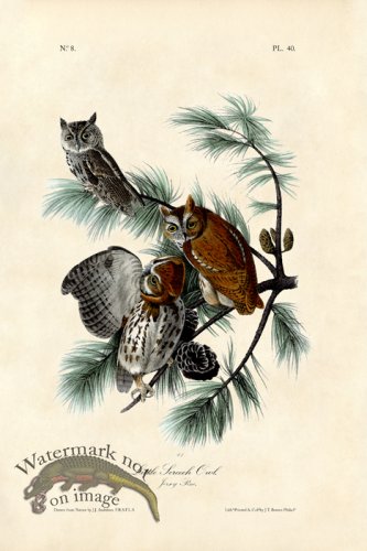 (image for) Little Screech Owl