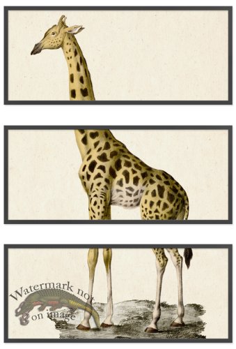 (image for) Giraffe Triptych 01 BF