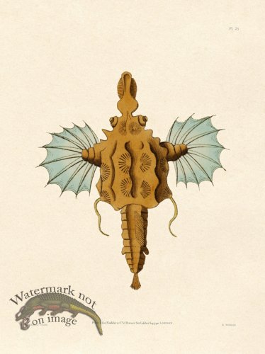 (image for) Shaw Nodder SL 25