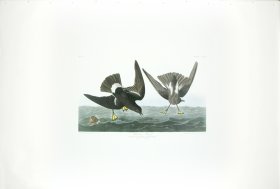 Wilson's Petrel