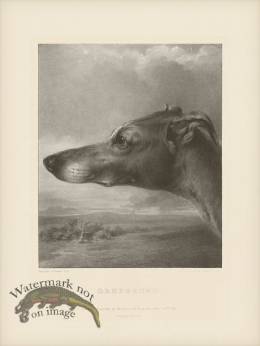 (image for) SA Dogs 07 Greyhound