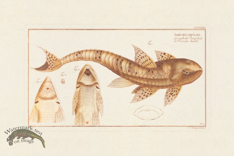 (image for) BLOCH FISH 377