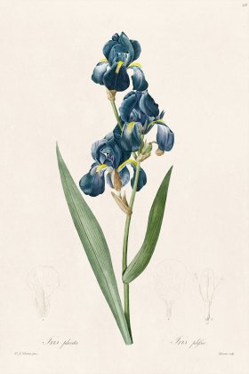 Les Liliacees Redoute 356