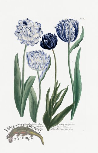 (image for) Blue Weinmann Pl 984