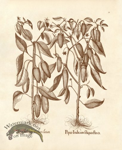 (image for) Besler 19 Piper