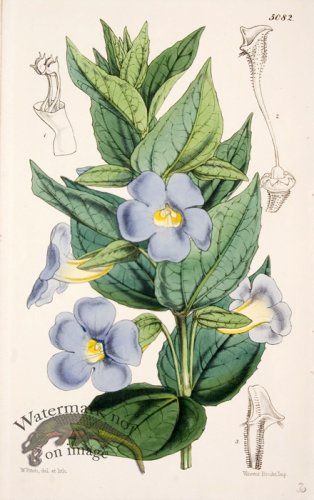 (image for) Cbms_0096