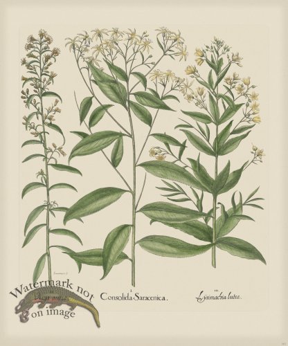 (image for) Besler 267 Colored B2