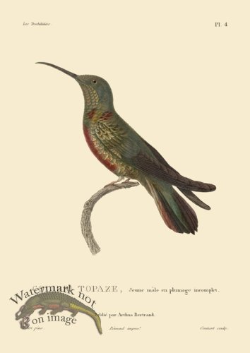 (image for) Humming Bird 04