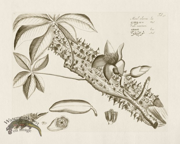 (image for) HORTUS VOl 03 52