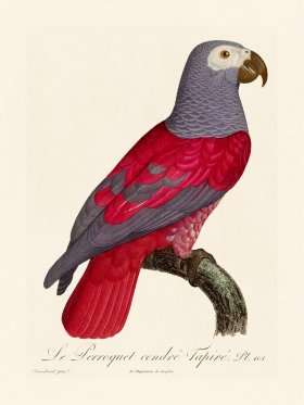 Barraband Parrot 101