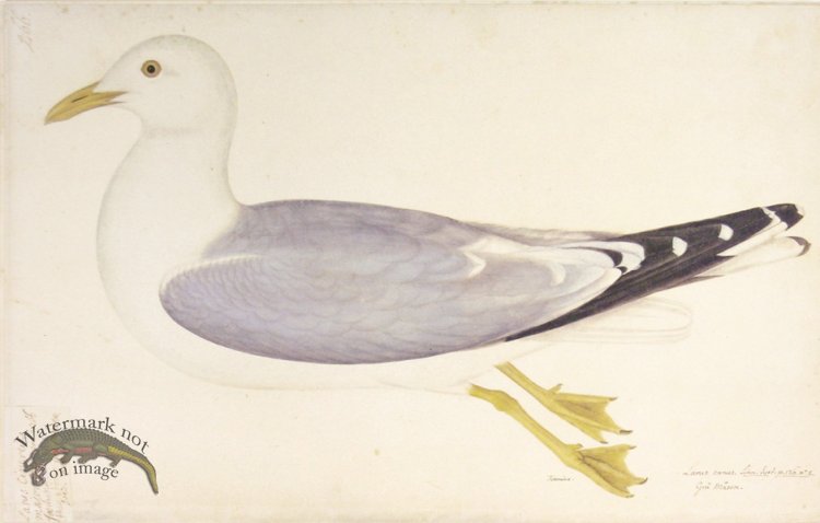 266 Swedish Birds . Larus Canus, Common Gull, Female