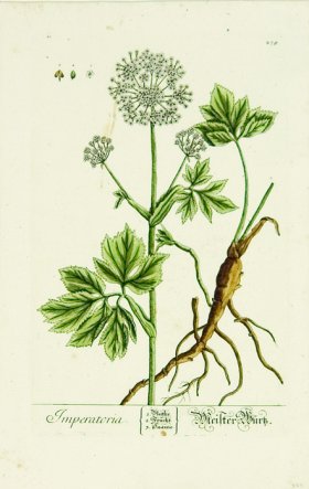 Blackwell German 057