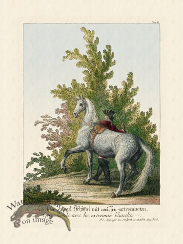 (image for) Ridingers Horses 19