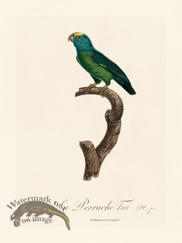 (image for) Barraband Parrot 070