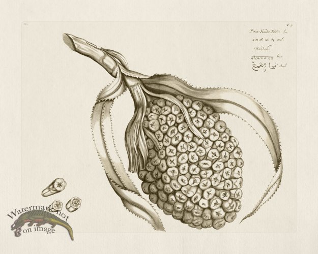 (image for) HORTUS VOL 02 07