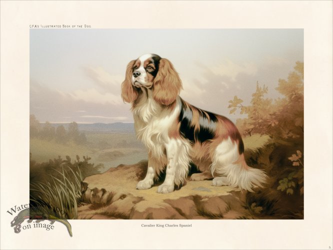 (image for) CFA Dog Cavalier King Charles Spaniel 05