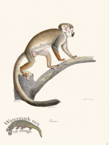 (image for) Cuvier 401 Squirrel Monkey