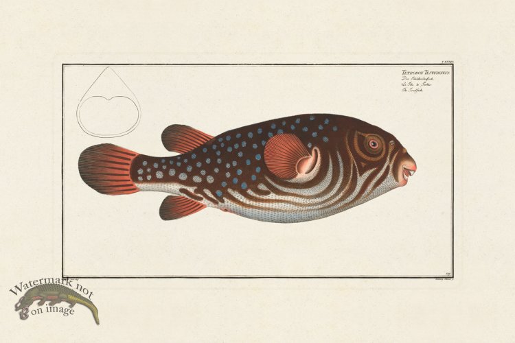 (image for) BLOCH FISH 139