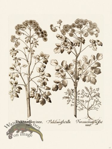 (image for) Besler 025 B1