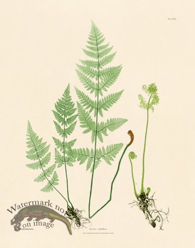 (image for) Bradbury Fern 29