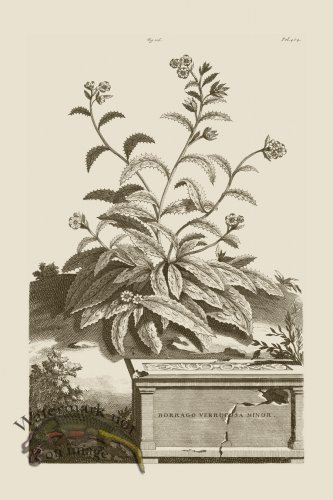 (image for) Abraham Munting 116