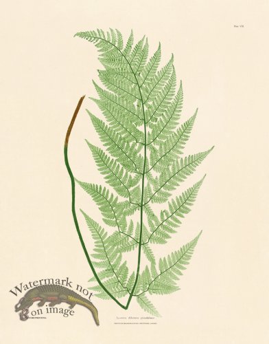 (image for) Bradbury Fern 08