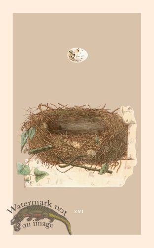 (image for) Morris Nest 16