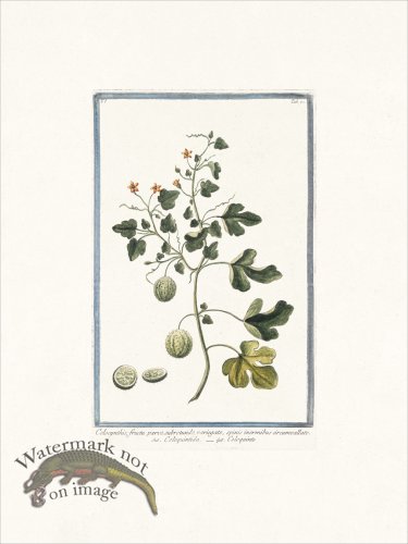 (image for) Bonelli 070 Wild gourd