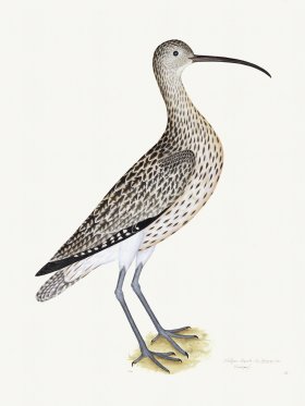 Rudbeck 035 Curlew 18x24