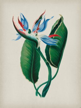 Andean Botanicals 013