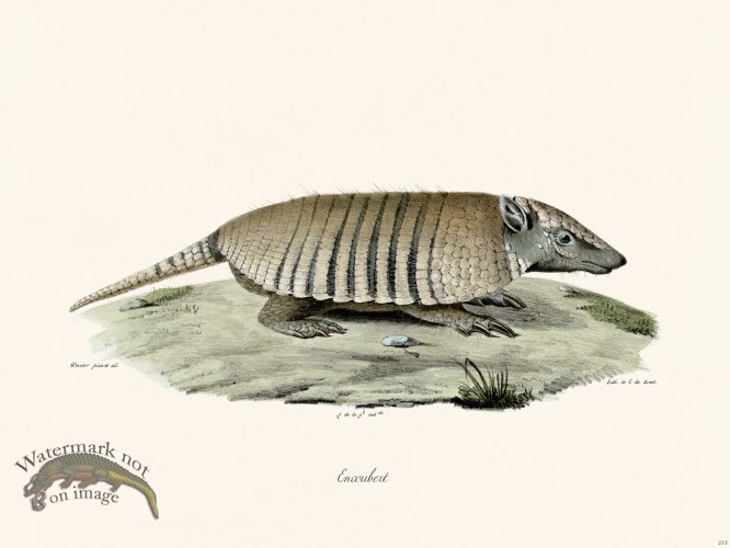 (image for) Cuvier 213 Armadillo
