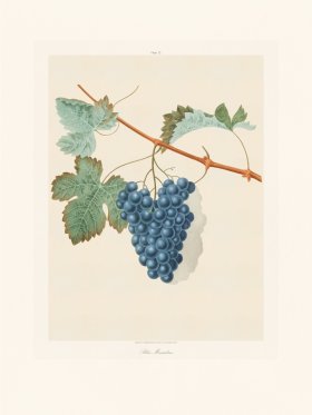 Brookshaw Fruit 31
