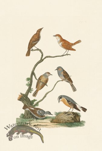 (image for) Pennant Zoology 075
