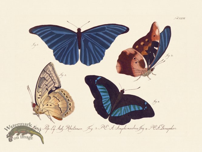 (image for) Jablonsky Butterfly 027