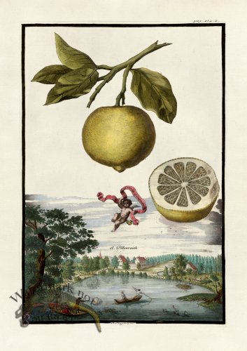 (image for) Volckamer 017