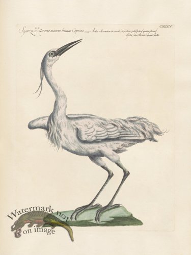 (image for) Manetti 424