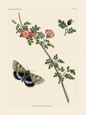 Wilkes Butterflies 076