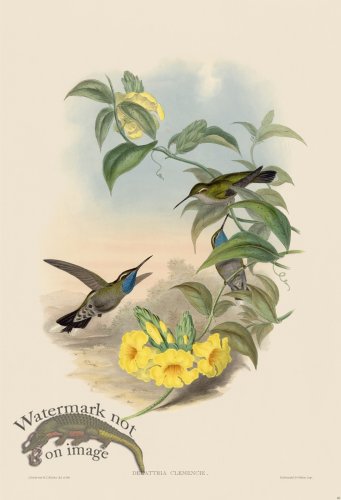 (image for) Gould Hummingbird 060